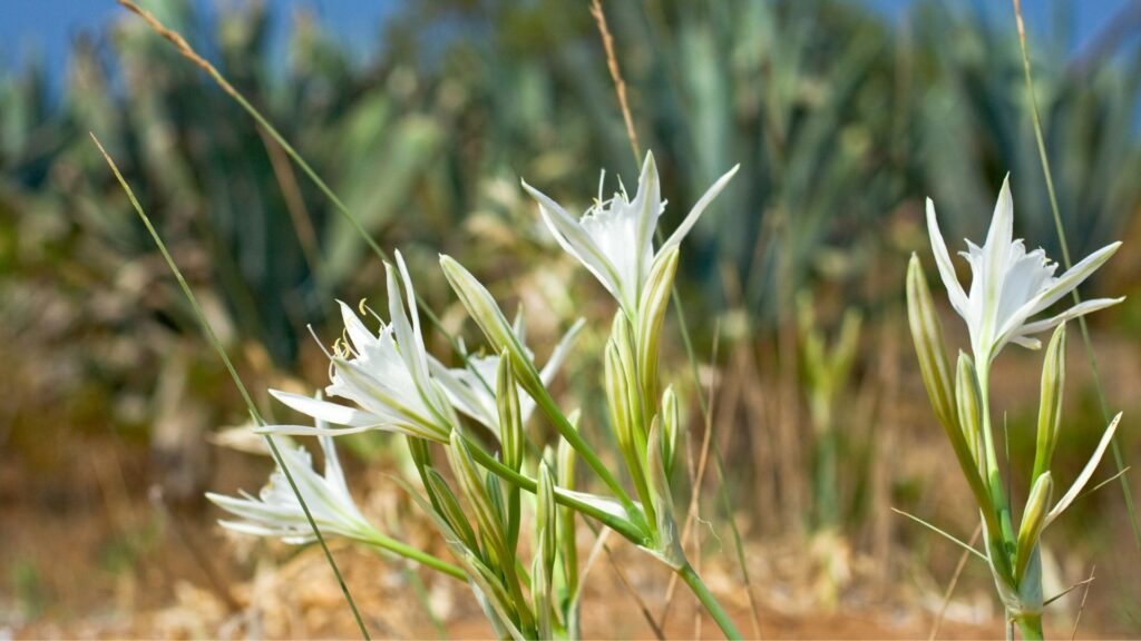 Giglio di mare, vegetazione tipica della zona